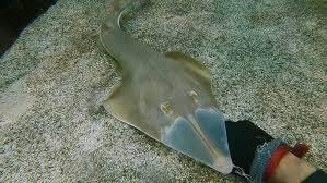 Image result for Rhinobatos rhinobatos