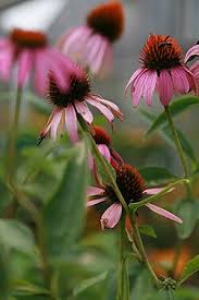 Image result for Echinacea angustifolia