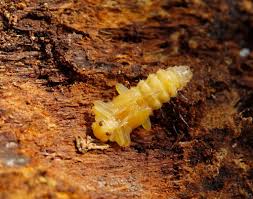 Attēlu rezultāti vaicājumam “Pyrochroidae larva”