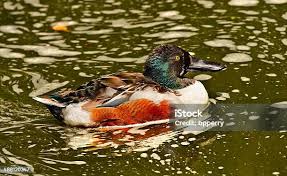 Attēlu rezultāti vaicājumam “Anas clypeata male”