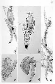 Attēlu rezultāti vaicājumam “Colloderma oculatum sessile”