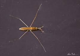 Attēlu rezultāti vaicājumam “Limnoporus rufoscutellatus”