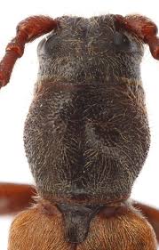 Attēlu rezultāti vaicājumam “Tetropium fuscum”