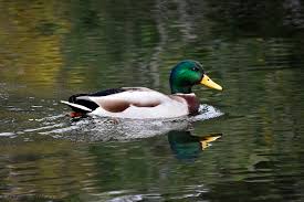 Attēlu rezultāti vaicājumam “Anas platyrhynchos male”