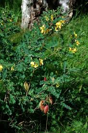 Image result for Colutea arborescens