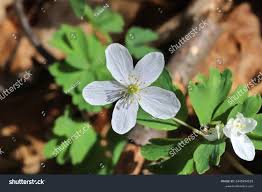 Attēlu rezultāti vaicājumam “Isopyrum thalictroides leaf”
