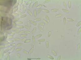 Attēlu rezultāti vaicājumam “Hymenoscyphus imberbis”
