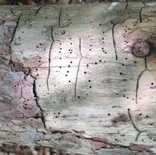 Attēlu rezultāti vaicājumam “Tomicus minor”