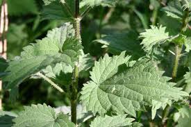 Attēlu rezultāti vaicājumam “Urtica urens leaf”