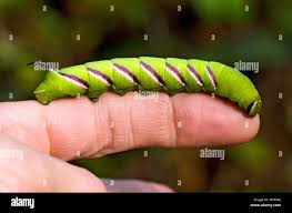 Attēlu rezultāti vaicājumam “Sphinx ligustri larva”