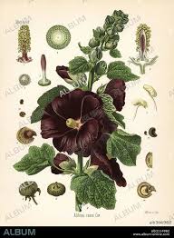 Image result for Alcea (althaea) rosea
