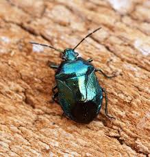 Attēlu rezultāti vaicājumam “Zicrona caerulea”