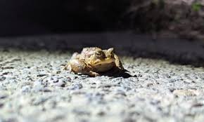 Image result for Bath Amphibians