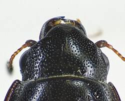 Attēlu rezultāti vaicājumam “Glischrochilus quadripunctatus imago”