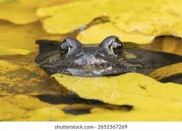 Attēlu rezultāti vaicājumam “Rana temporaria adult”