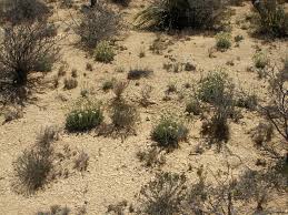 Attēlu rezultāti vaicājumam “Cribraria oregana macro”