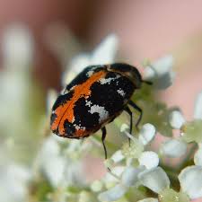 Attēlu rezultāti vaicājumam “Anthrenus scrophulariae”