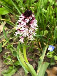 Attēlu rezultāti vaicājumam “Orchis ustulata”
