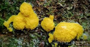 Attēlu rezultāti vaicājumam “Fuligo septica var. septica”