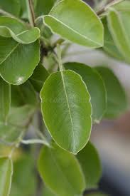 Attēlu rezultāti vaicājumam “Pyrus communis leaf”