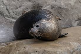 Image result for Pusa hispida