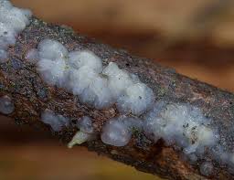 Attēlu rezultāti vaicājumam “Exidia cartilaginea”