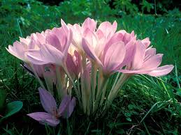 Image result for Herbstzeitlose