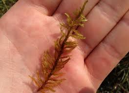 Attēlu rezultāti vaicājumam “Tomentypnum nitens”