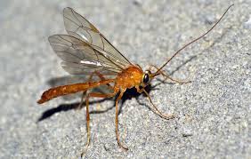 Attēlu rezultāti vaicājumam “Ichneumonidae imago”