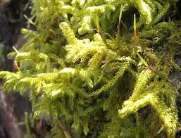 Attēlu rezultāti vaicājumam “Sanionia uncinata  sporophyte”