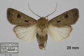 Attēlu rezultāti vaicājumam “Agrotis exclamationis”