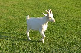 Attēlu rezultāti vaicājumam “Capra juvenile”