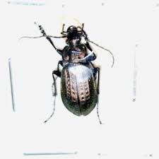 Attēlu rezultāti vaicājumam “Carabus granulatus”