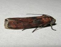 Attēlu rezultāti vaicājumam “Phycita roborella”