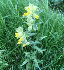 Attēlu rezultāti vaicājumam “Rhinanthus minor”