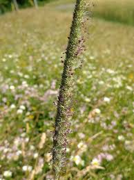 Attēlu rezultāti vaicājumam “Phleum phleoides fruit”