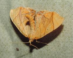 Attēlu rezultāti vaicājumam “Eulithis sp.”