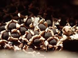 Attēlu rezultāti vaicājumam “Diderma floriforme”