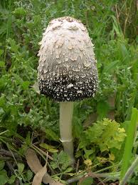 Attēlu rezultāti vaicājumam “Coprinus sp.”