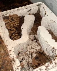 Image result for ytong ants