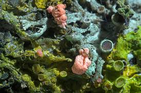 Attēlu rezultāti vaicājumam “Illosporiopsis christiansenii”