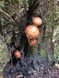 Attēlu rezultāti vaicājumam “Stropharia albocrenulata”