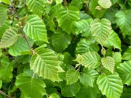 Attēlu rezultāti vaicājumam “Betula”