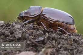 Attēlu rezultāti vaicājumam “Oryctes nasicornis”