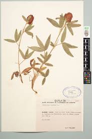 Attēlu rezultāti vaicājumam “Trifolium alpestre”