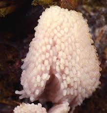 Attēlu rezultāti vaicājumam “Stemonitis fusca”