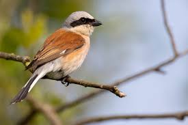 Attēlu rezultāti vaicājumam “Lanius collurio”