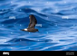 Image result for Oceanodroma castro