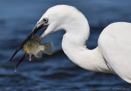 Image result for Egretta garzetta