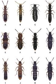 Attēlu rezultāti vaicājumam “Staphylinidae”